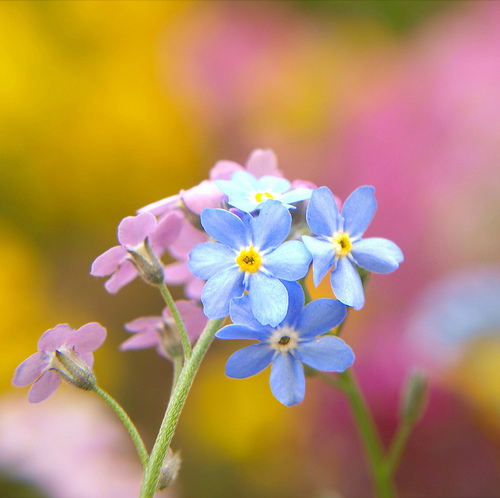 50 素晴らしいシルベチカ 花 すべての美しい花の画像